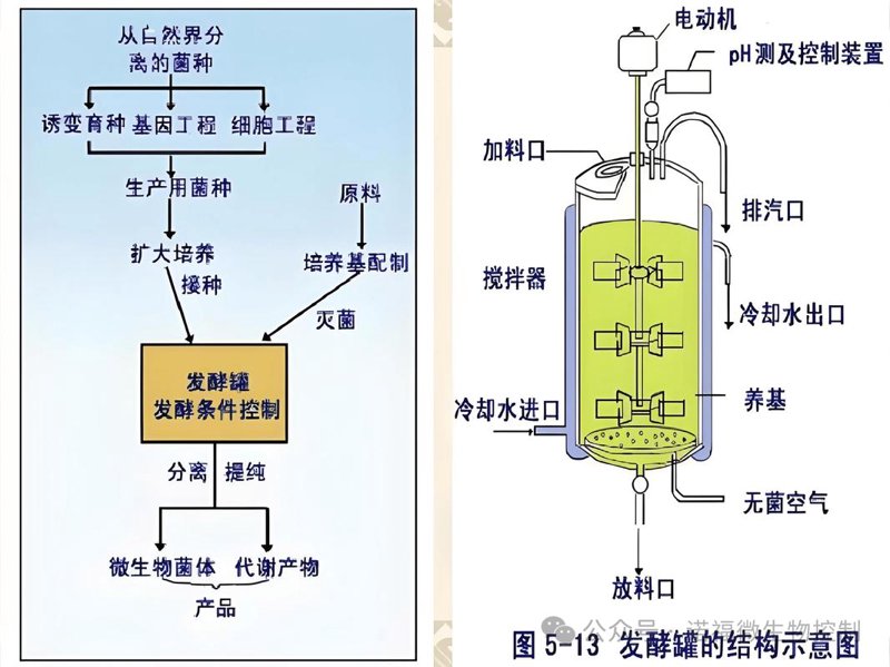 发酵工艺开发